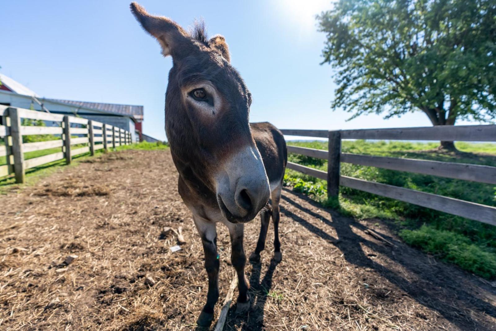 Вилла Madeline Farms Лурей Экстерьер фото